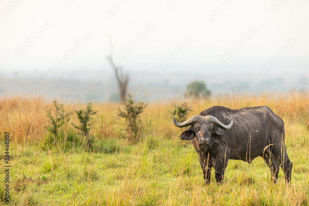 African buffalo or Cape buffalo (Syncerus caffer), Murchison Falls National Park, Uganda. African buffalo or Cape buffalo (Syncerus caffer), Murchison Falls National Park, Uganda.