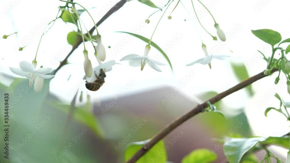 Close-up of one honey bee flying around white flowers bee collecting nectar pollen on spring sunny day in 4k slow motion Close-up of one honey bee flying around white flowers bee collecting nectar pollen on spring sunny day in 4k slow motion
