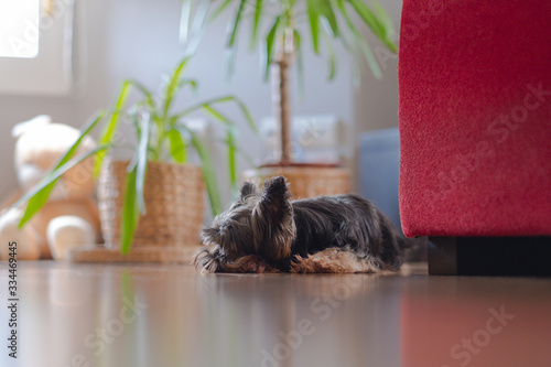 Yorkshire terrier aburrido, tumbado en casa junto al sofa	 photo