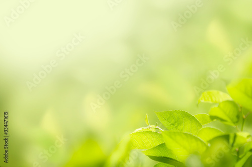 Closeup nature view of blurred green leaves of cherry with sun flare and winds in the background. Green natural texture. Space for text.