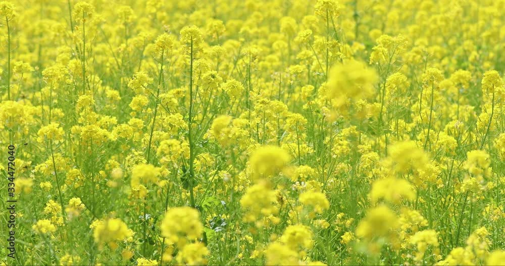 風に揺れる菜の花 スロー再生 風に揺れる菜の花 スロー再生