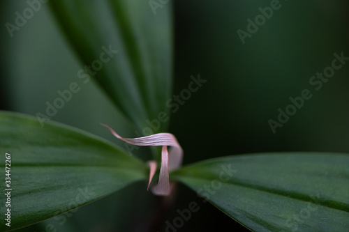 Abstract Green leaves with patterns indicating freshness in nature and creating backgrounds