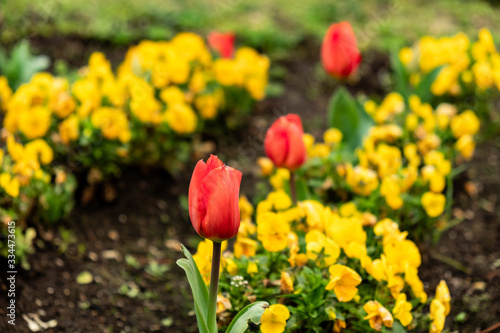 tulips in the garden