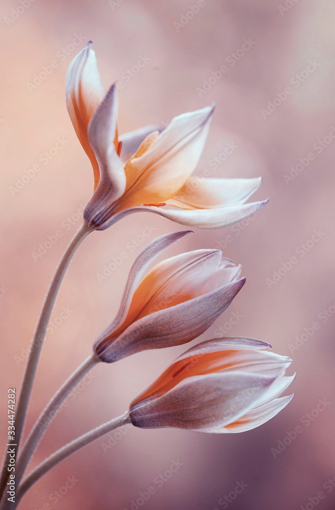 Fototapeta premium Tulipany botaniczne Tarda