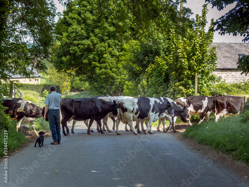 Cows crossing the road