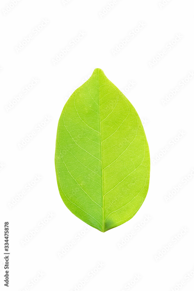 Fototapeta premium green leaf isolated on white background