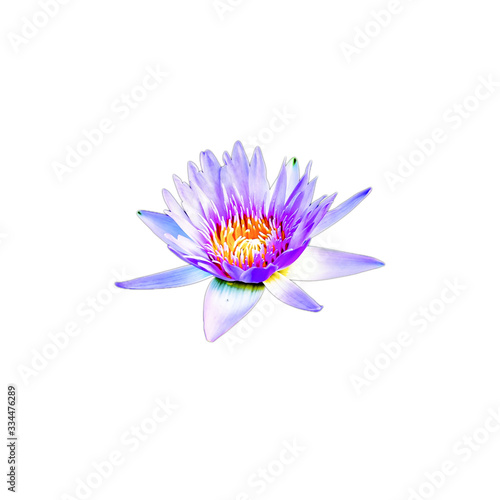 Lotus flower isolated on white