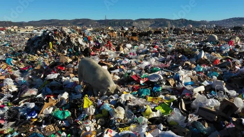 environmental pollution and plastic waste