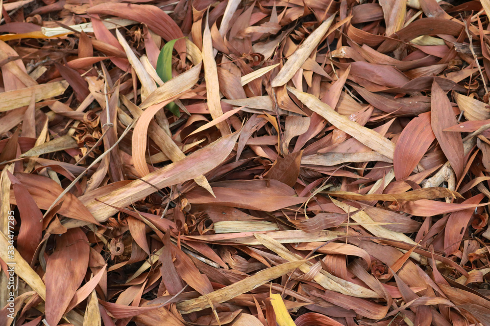 Background of Many red dry leaves fell on the ground. Background of Many red dry leaves fell on the ground.