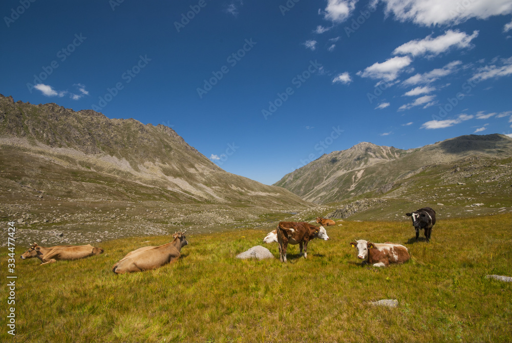 Cows grazing in the meadow. Kackar Mountains, Rize  / Turkey.