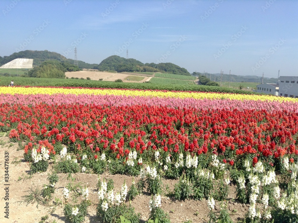 field of snapdragon 