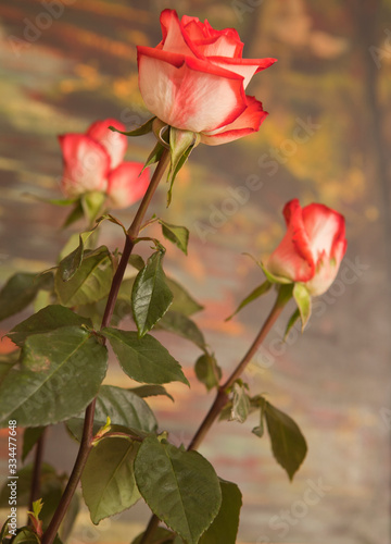 White rose streaked with red