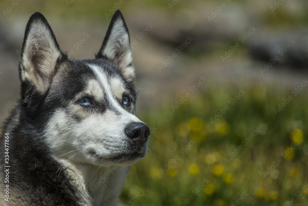 Siberian husky dog with blue eyes stands. Kackar Mountains, Rize  / Turkey.