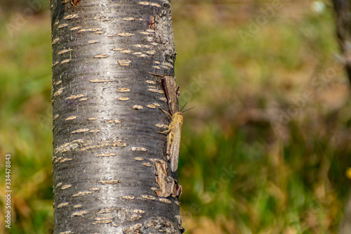 Cavalletta sul tronco del ciliegio in primavera