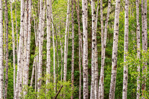 Fototapeta Naklejka Na Ścianę i Meble -  Birch trees forest in summer Birch tree trunks on green pine trees background