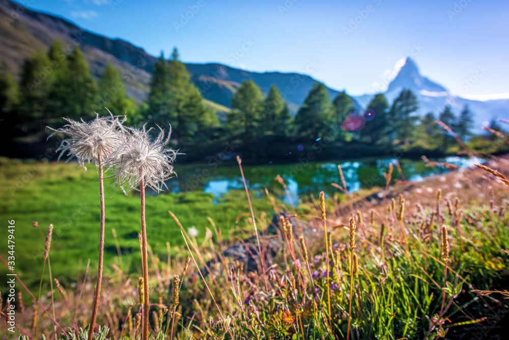 Picturesque landscape with two dandelions on background Matterhorn in the Swiss Alps, near Zermatt, Switzerland. Amazing places. (Meditation, antistress - concept).