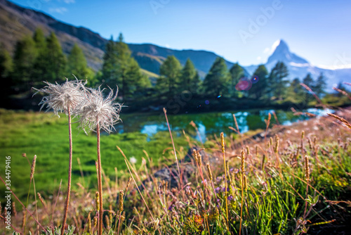 Obraz na płótnie Picturesque landscape with two dandelions on background Matterhorn in the Swiss Alps, near Zermatt, Switzerland. Amazing places. (Meditation, antistress - concept). w salonie