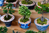 Wooden shelves placed potted bonsai