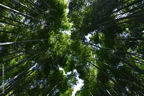 Fototapeta Naklejka Na Ścianę i Meble -  Foresta di bamboo - Bamboo Forest - Arashiyama - Giappone