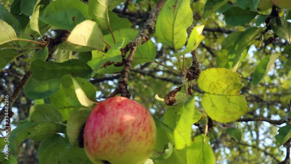 Red Apple on branch, Apples in the garden Red Apple on branch, Apples in the garden