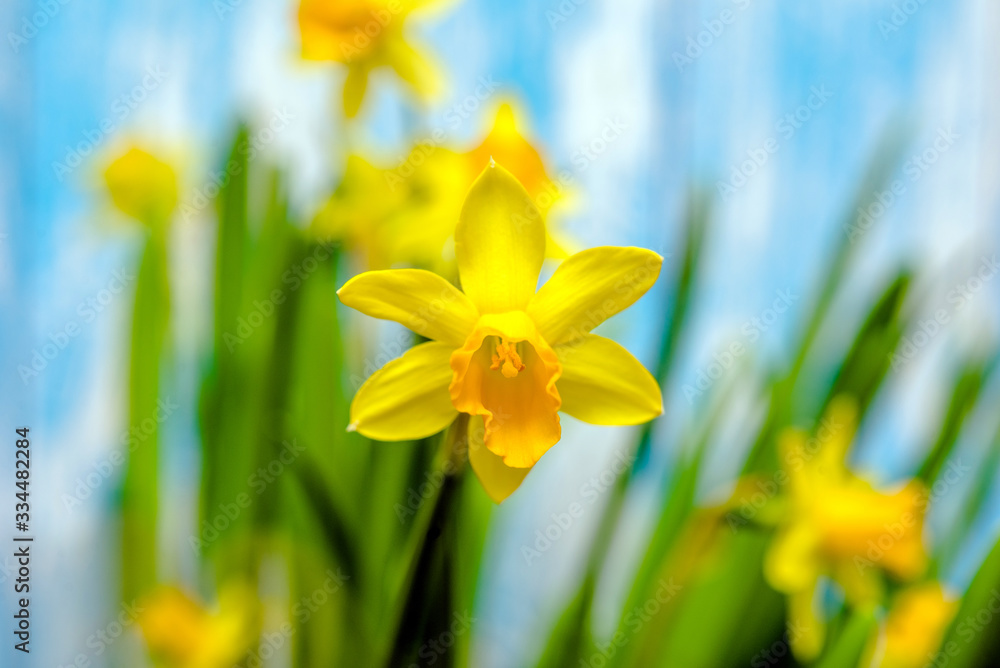 A branch of yellow narcissus on a blue wooden background
