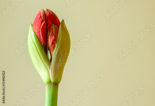 Amaryllis flower bud ready to open in spring, isolated close up