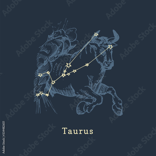 Zodiac constellation of Taurus in engraving style. Vector retro graphic illustration of astrological sign Bull.