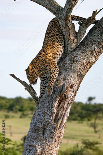 Leopard coming down a tree in the Masai Mara