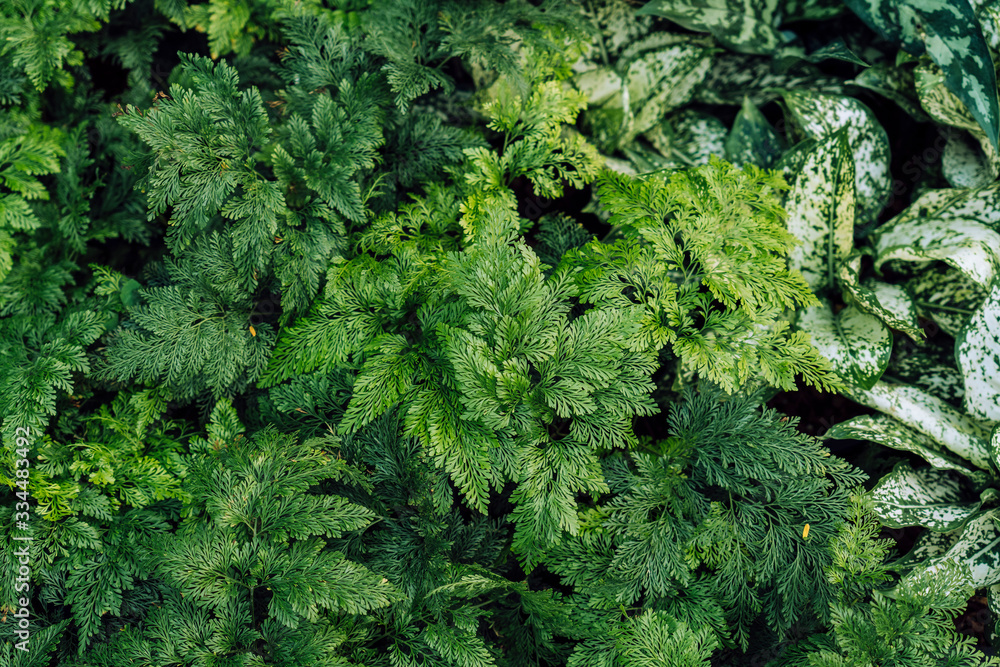 Ferns and the natural greenness of the leaves Ferns and the natural greenness of the leaves