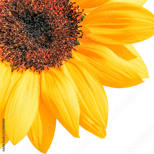 Sunflower isolated on white background.