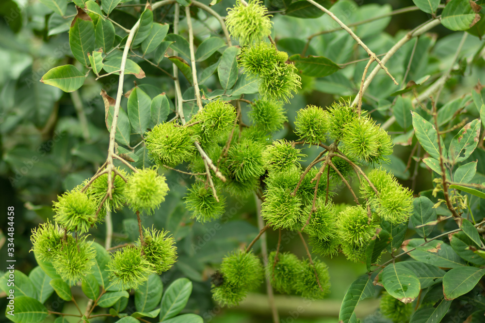 Green rambutan is a berry and cannot be harvested. When it's time to harvest, the rambutan becomes bright red. Rambutan on rambutan trees In the garden. select focus. Green rambutan is a berry and cannot be harvested. When it's time to harvest, the rambutan becomes bright red. Rambutan on rambutan trees In the garden. select focus.