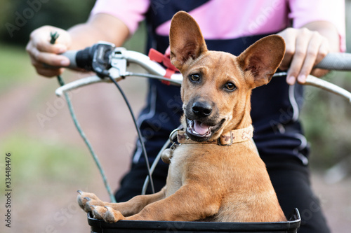 Small brown Thai dog Sit on a bicycle basket. The mood is fresh.