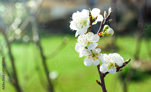 Flowering fruit trees in the garden, snow-white flowers of a plum tree on a blurred background of a spring garden