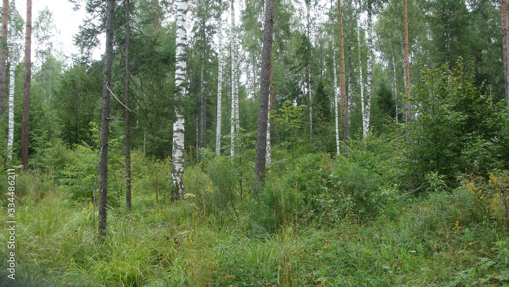 Obraz premium trees in forest