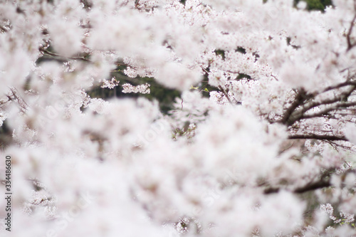 桜 © KOJIkun