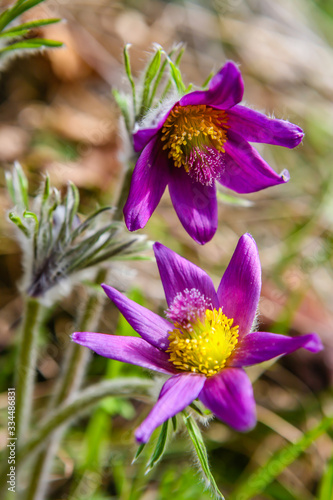 Pulsatilla vulgaris -Pasque flower