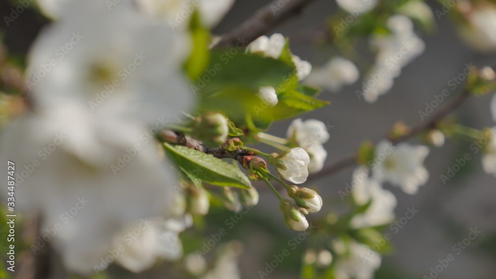  Blooming cherry tree White flowers on a tree