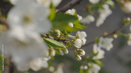  Blooming cherry tree White flowers on a tree
