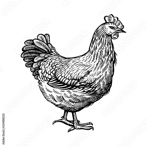Chicken vector illustration. Farm hen, vintage sketch.