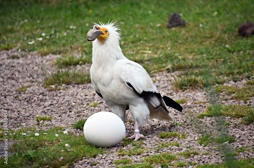 Fotografie Egyptian Vulture, Neophron Percnopterus, also called the White scavenger vulture or Pharaoh`s chicken, breaking an egg with a stone to find food inside