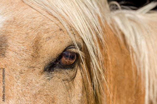 Eye of a chestnut horse with beautiful blonde mane over eyelid - selective focus