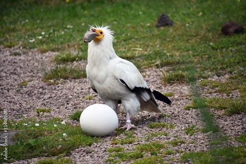 Egyptian Vulture, Neophron Percnopterus, also called the White scavenger vulture or Pharaoh`s chicken, breaking an egg with a stone to find food inside. photo