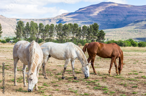 Grazing horses in sparse meadow