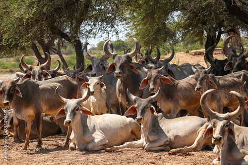 Indian Cows in Cow Farm,Thai cows resting in a field,Cows in Goshala - protective shelters for cows in  govshal photo