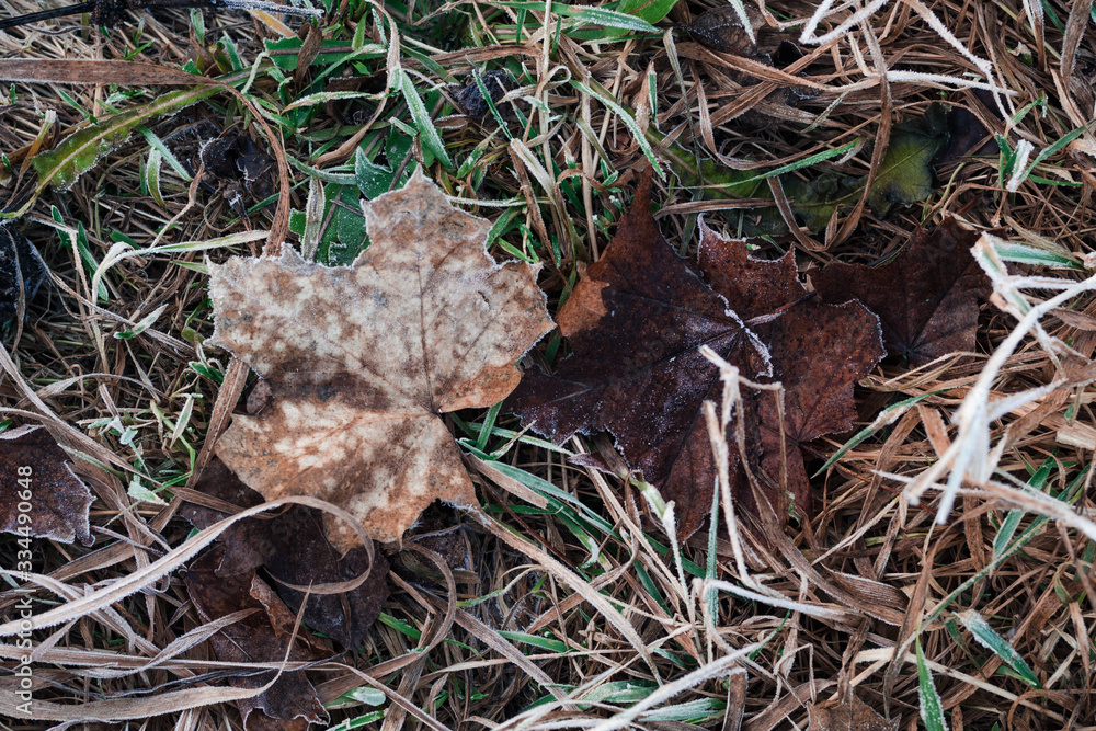 Old dry leaves and grass covered with white hoarfrost. Autumn or spring frost Old dry leaves and grass covered with white hoarfrost. Autumn or spring frost