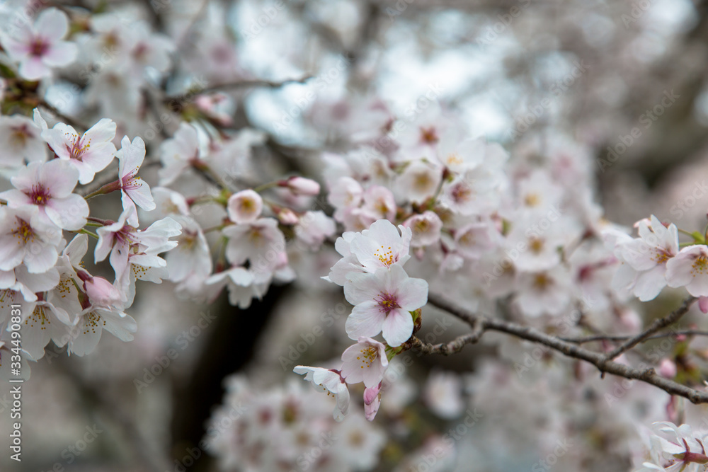 Obraz premium 2020桜