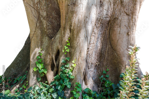 Massive tree trunk of a old wild fig tree with ivy and foliage close up isolated on white photo