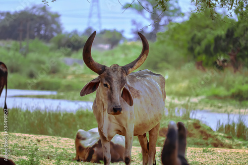 Cattle Shed Rural India,The face and upper body of a Indian golden cows