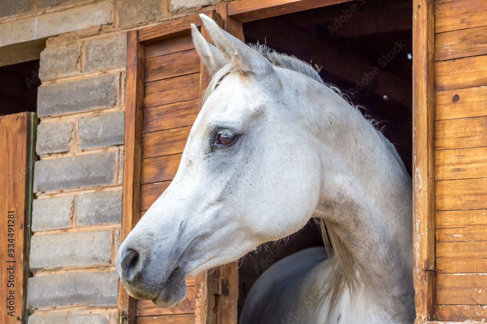 Obraz premium Beautiful white Arabian horse looking out of stall window at brick stable