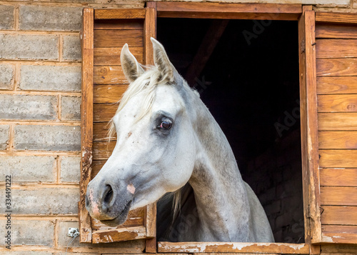 White Arabian horse looking out of stall window at stable